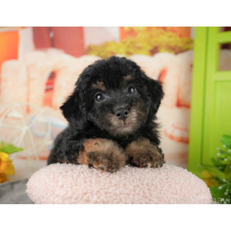 販売中ののトイプードル-437661