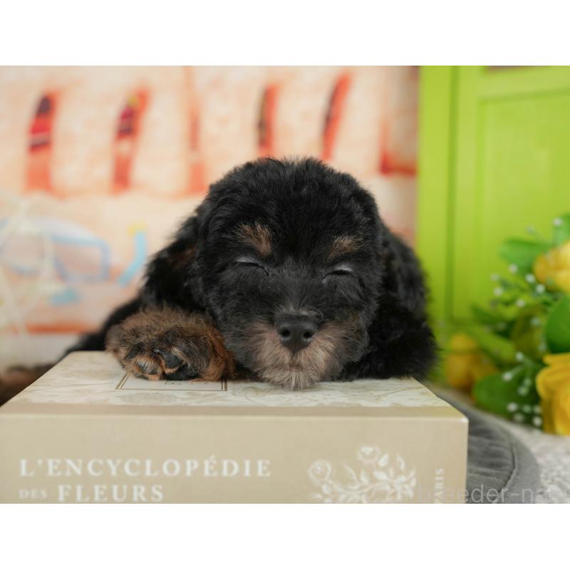 販売中の千葉県のトイプードル-437661の11枚目