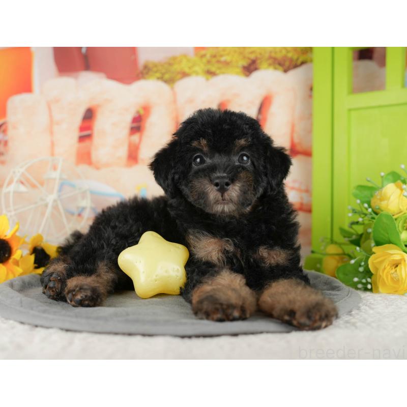 販売中の千葉県のトイプードル-437661の10枚目