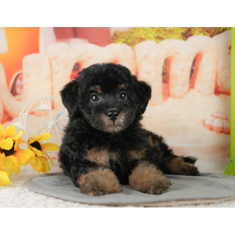 販売中の千葉県のトイプードル-437661の9枚目