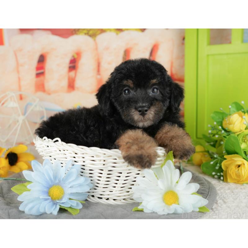 販売中の千葉県のトイプードル-437661の8枚目