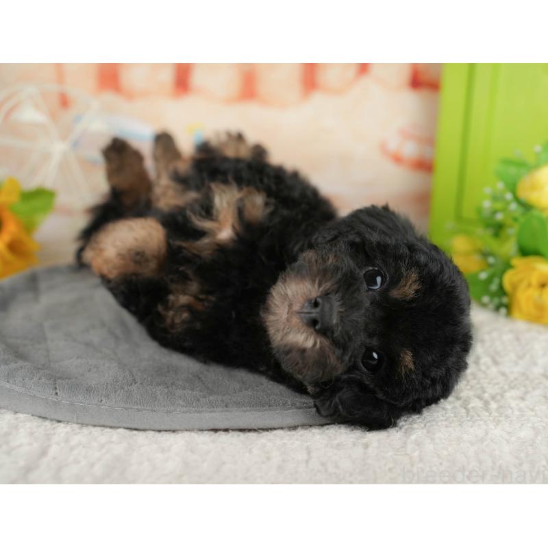 販売中の千葉県のトイプードル-437661の7枚目