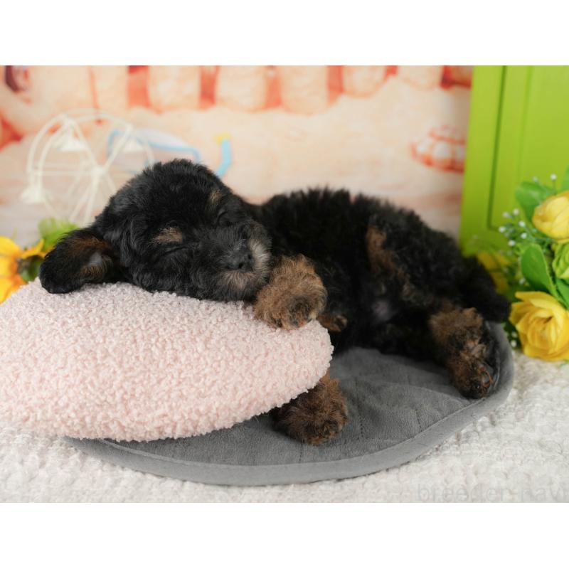 販売中の千葉県のトイプードル-437661の6枚目