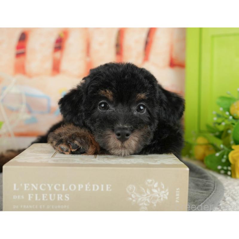 販売中の千葉県のトイプードル-437661の3枚目