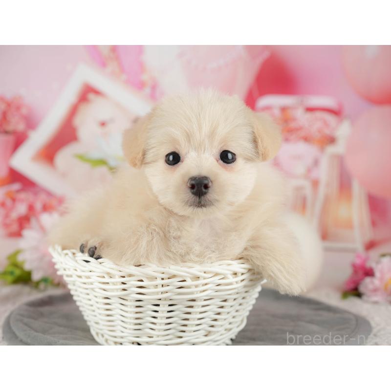 販売中の千葉県のミックス犬-437658