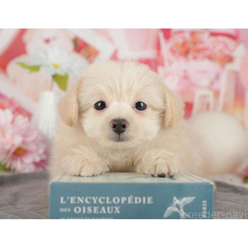 販売中の千葉県のミックス犬-437658の11枚目