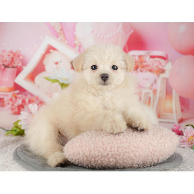 販売中の千葉県のミックス犬-437658の10枚目