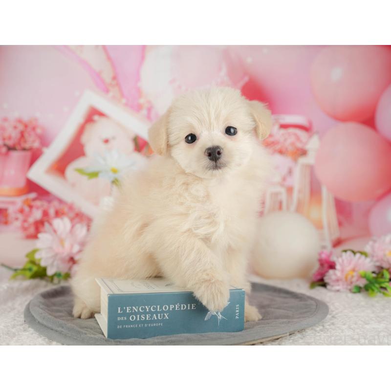 販売中の千葉県のミックス犬-437658の9枚目