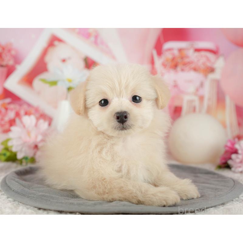 販売中の千葉県のミックス犬-437658の8枚目