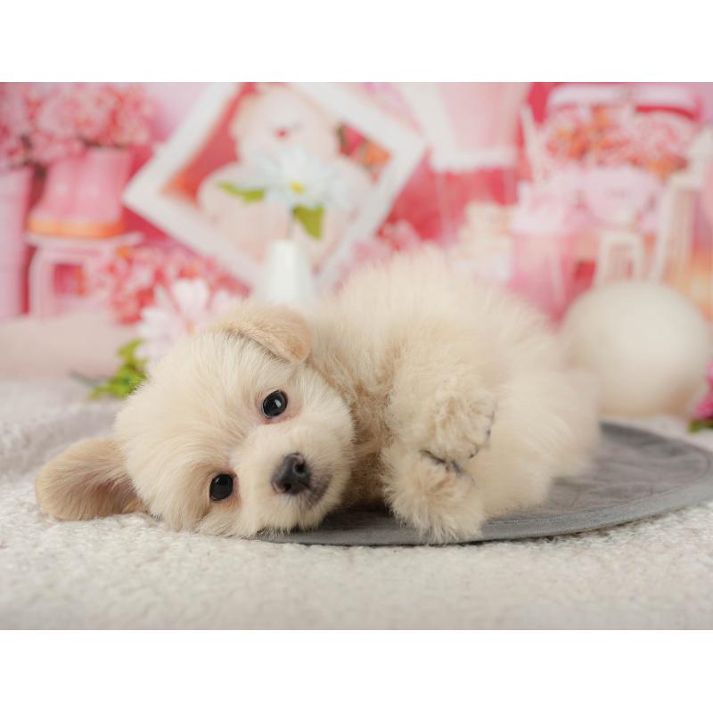 販売中の千葉県のミックス犬-437658の7枚目