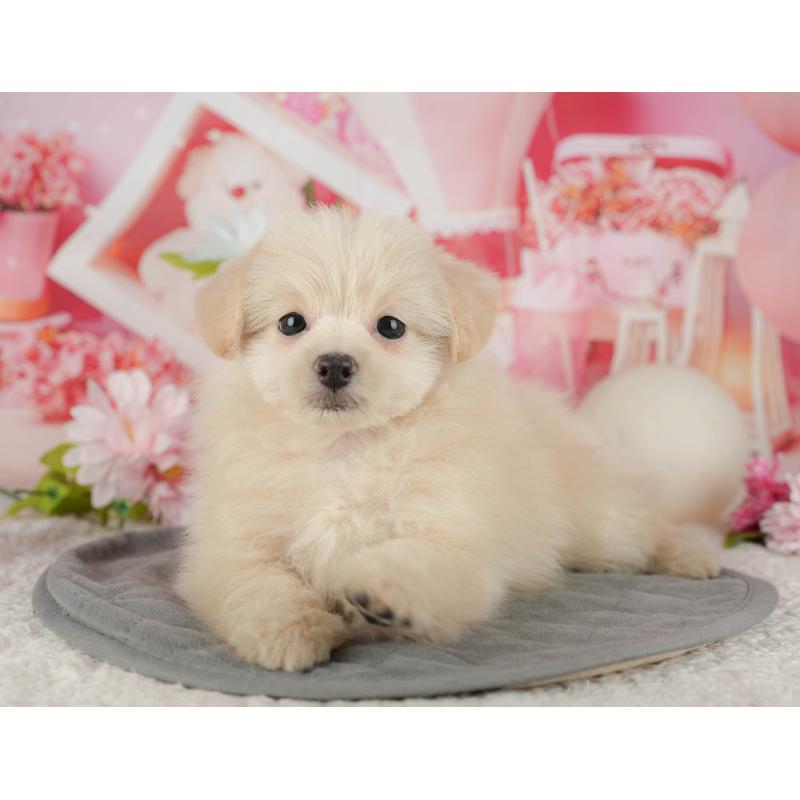 販売中の千葉県のミックス犬-437658の6枚目