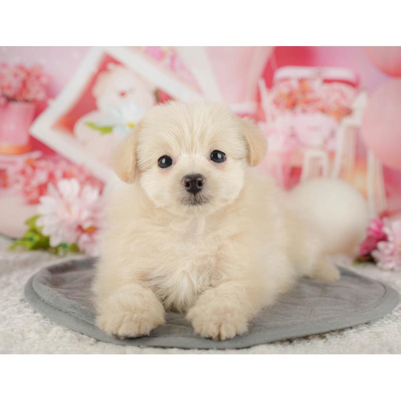 販売中の千葉県のミックス犬-437658の5枚目