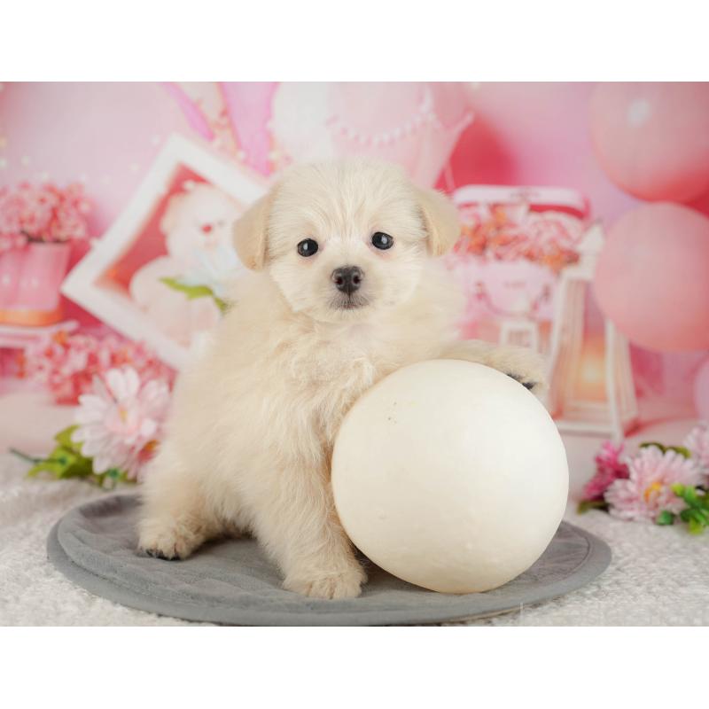 販売中の千葉県のミックス犬-437658の4枚目