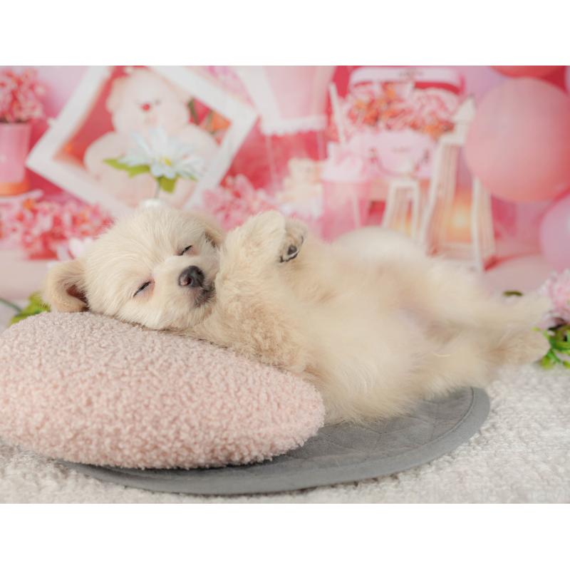 販売中の千葉県のミックス犬-437658の3枚目