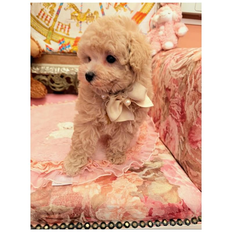 販売中の大阪府のタイニープードル-437265の10枚目