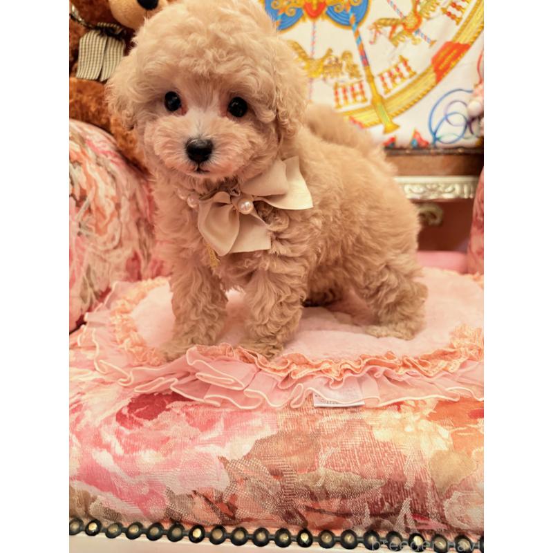 販売中の大阪府のタイニープードル-437265の9枚目