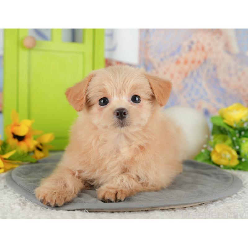 販売中の千葉県のミックス犬-437656