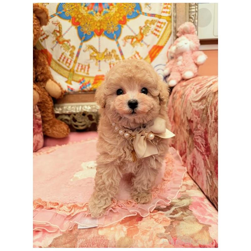 販売中の大阪府のタイニープードル-437265の8枚目