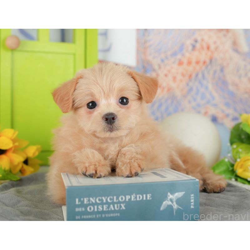 販売中の千葉県のミックス犬-437656の10枚目