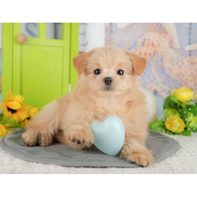 販売中の千葉県のミックス犬-437656の9枚目