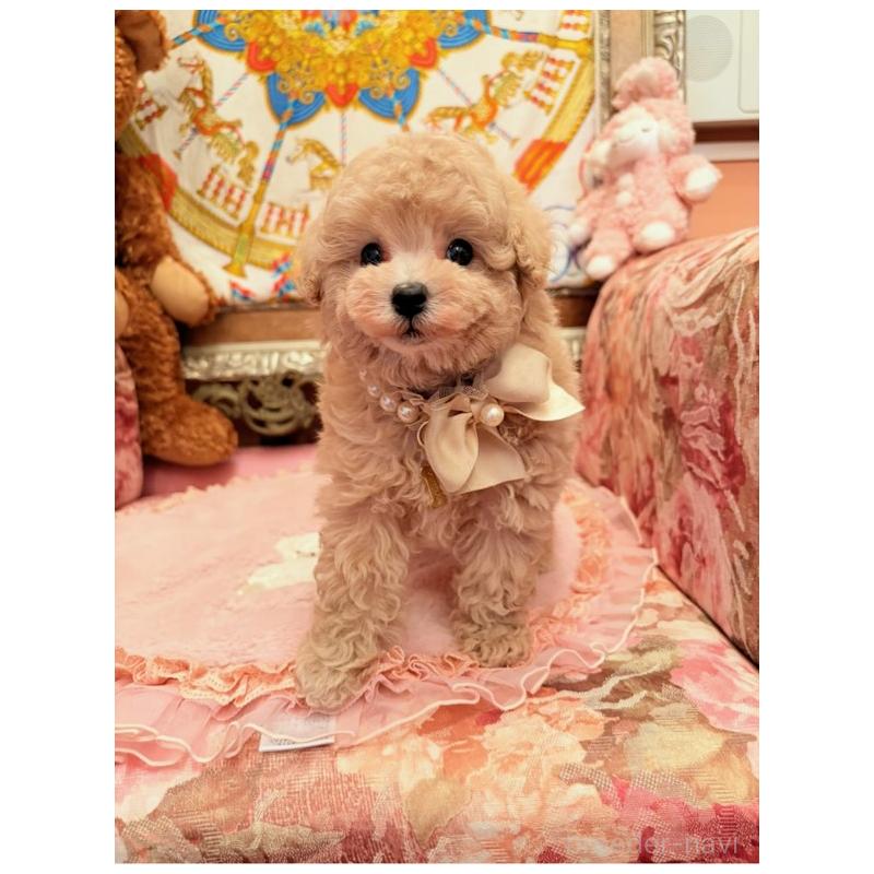 販売中の大阪府のタイニープードル-437265の7枚目