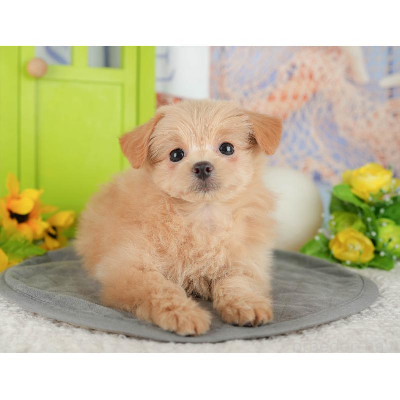 販売中の千葉県のミックス犬-437656の8枚目