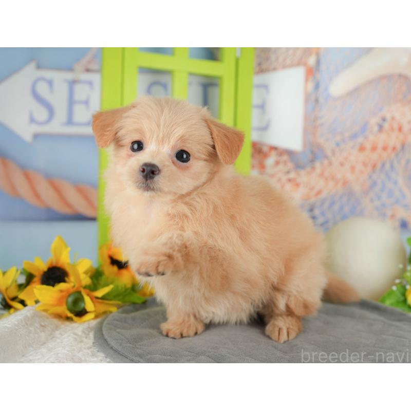 販売中の千葉県のミックス犬-437656の7枚目