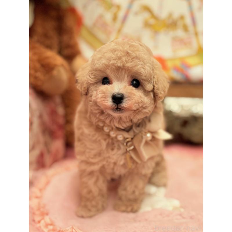 販売中の大阪府のタイニープードル-437265の6枚目