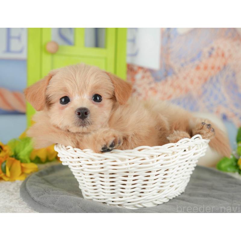 販売中の千葉県のミックス犬-437656の6枚目