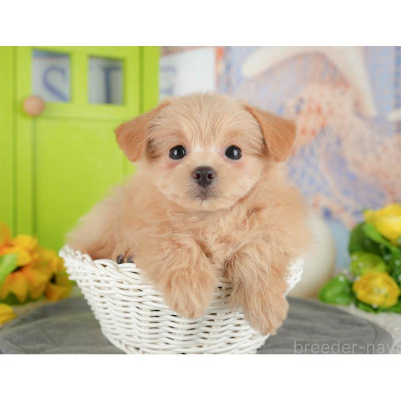 販売中の千葉県のミックス犬-437656の5枚目