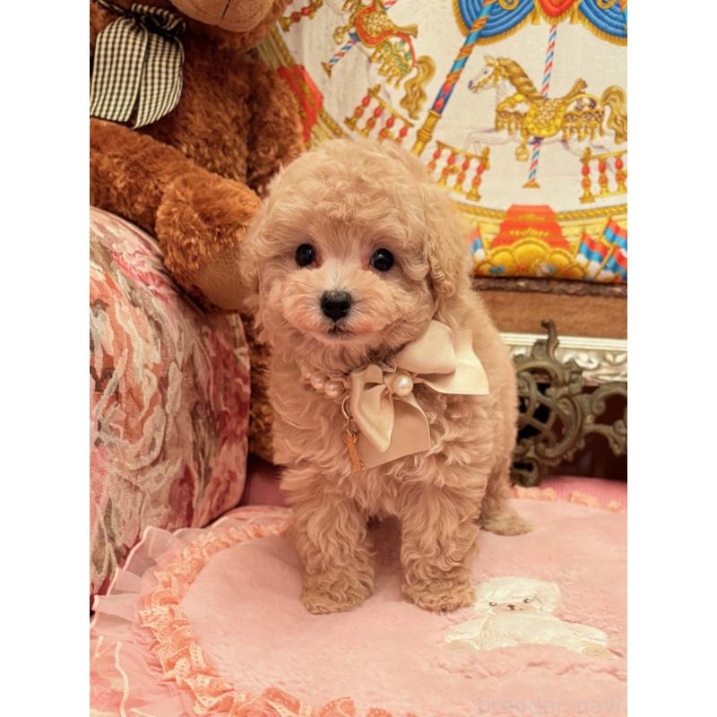 販売中の大阪府のタイニープードル-437265の5枚目