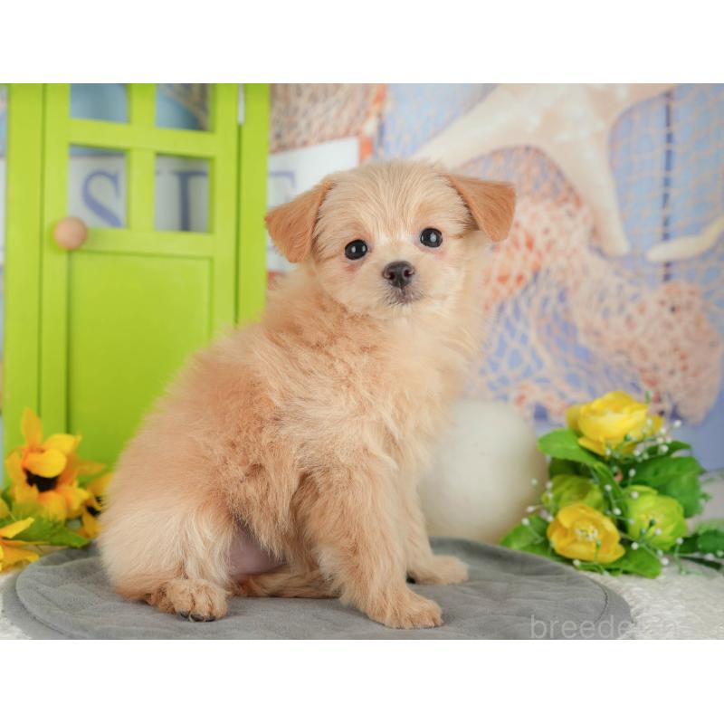 販売中の千葉県のミックス犬-437656の4枚目