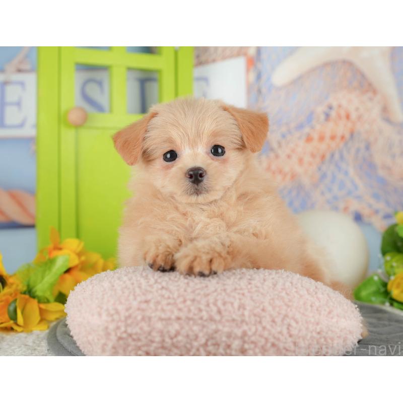 販売中の千葉県のミックス犬-437656の3枚目