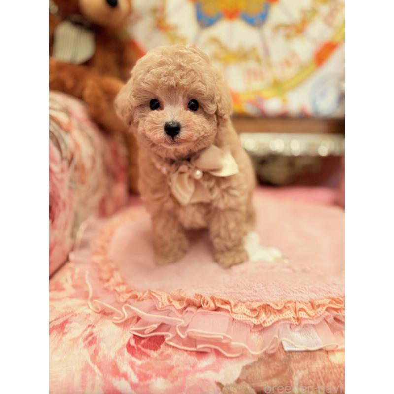 販売中の大阪府のタイニープードル-437265の4枚目