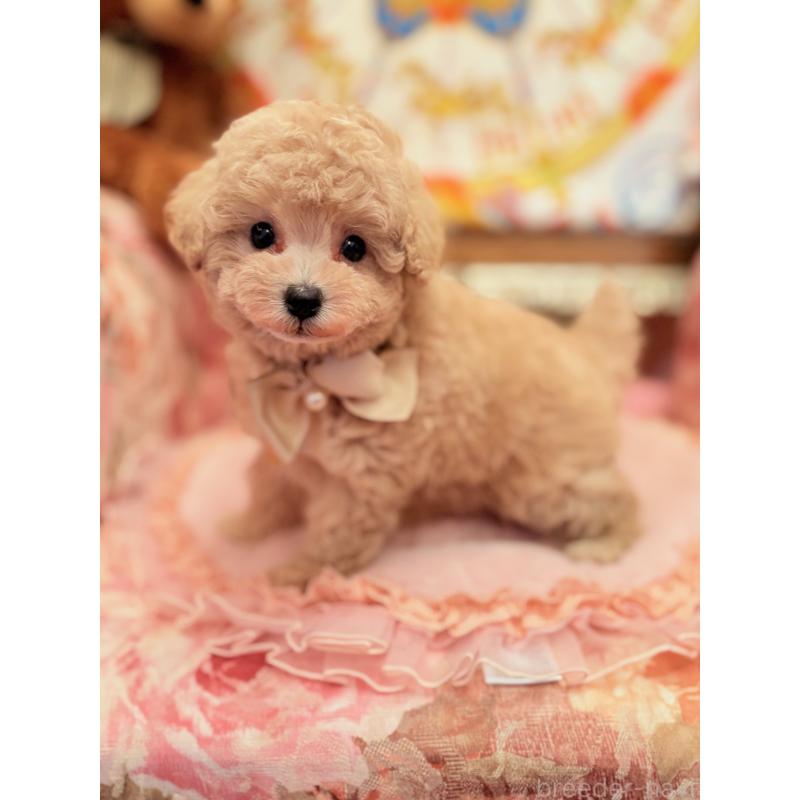 販売中の大阪府のタイニープードル-437265の3枚目