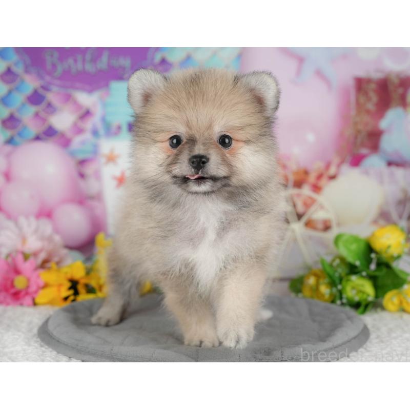 販売中の栃木県のポメラニアン-437357の3枚目