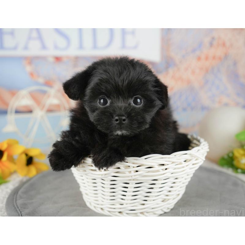 販売中の千葉県のミックス犬-437655