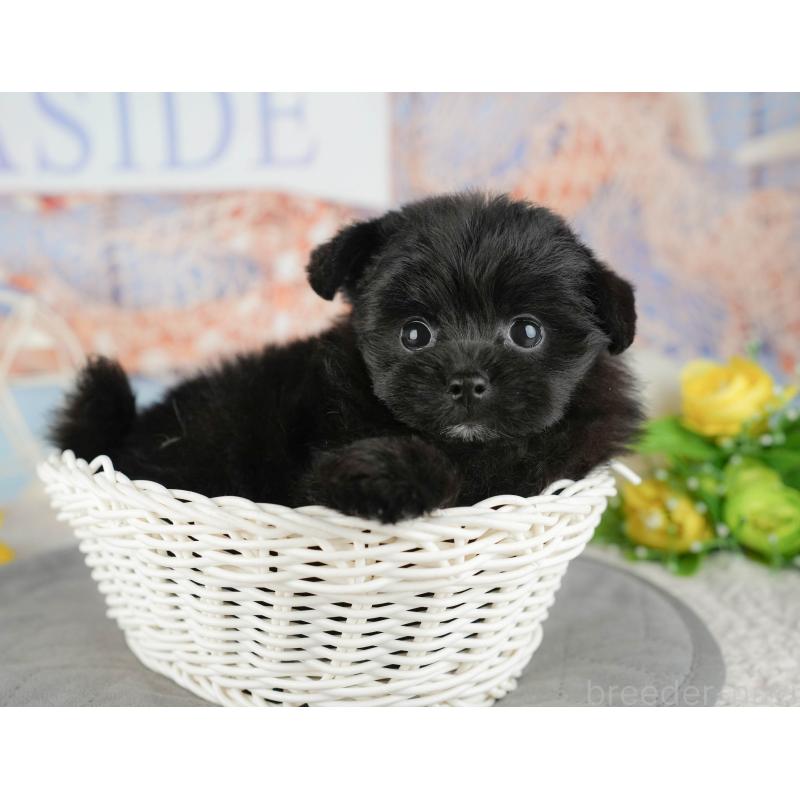 販売中の千葉県のミックス犬-437655の10枚目