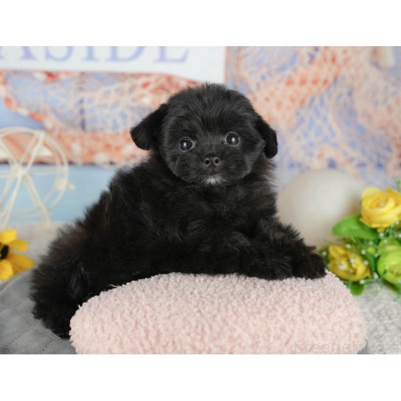 販売中の千葉県のミックス犬-437655の9枚目