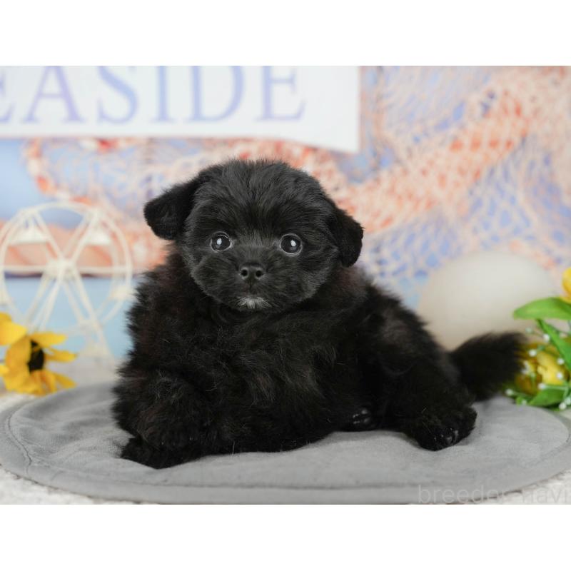 販売中の千葉県のミックス犬-437655の6枚目