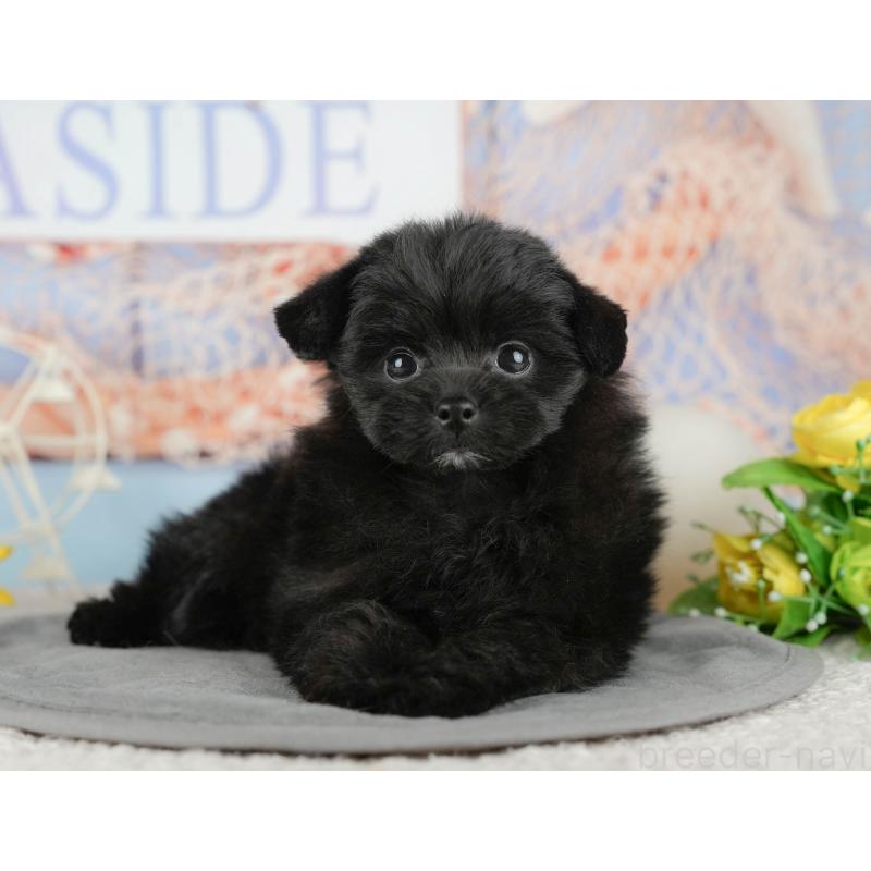 販売中の千葉県のミックス犬-437655の5枚目