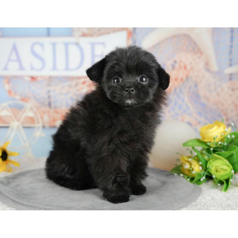 販売中の千葉県のミックス犬-437655の4枚目