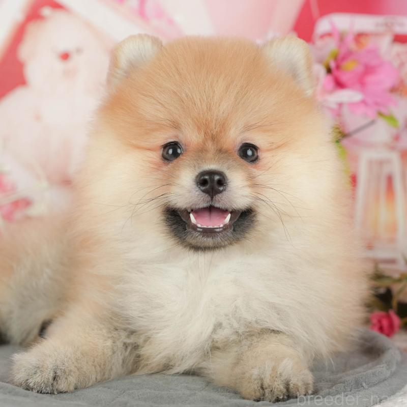 販売中の栃木県のポメラニアン-437356の1枚目
