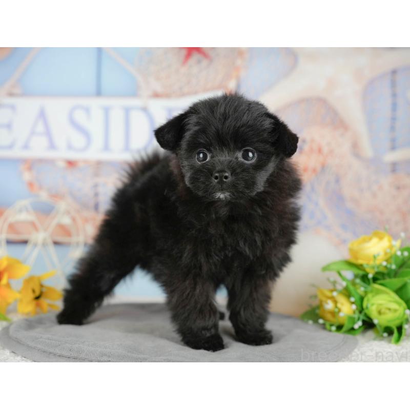 販売中の千葉県のミックス犬-437655の3枚目