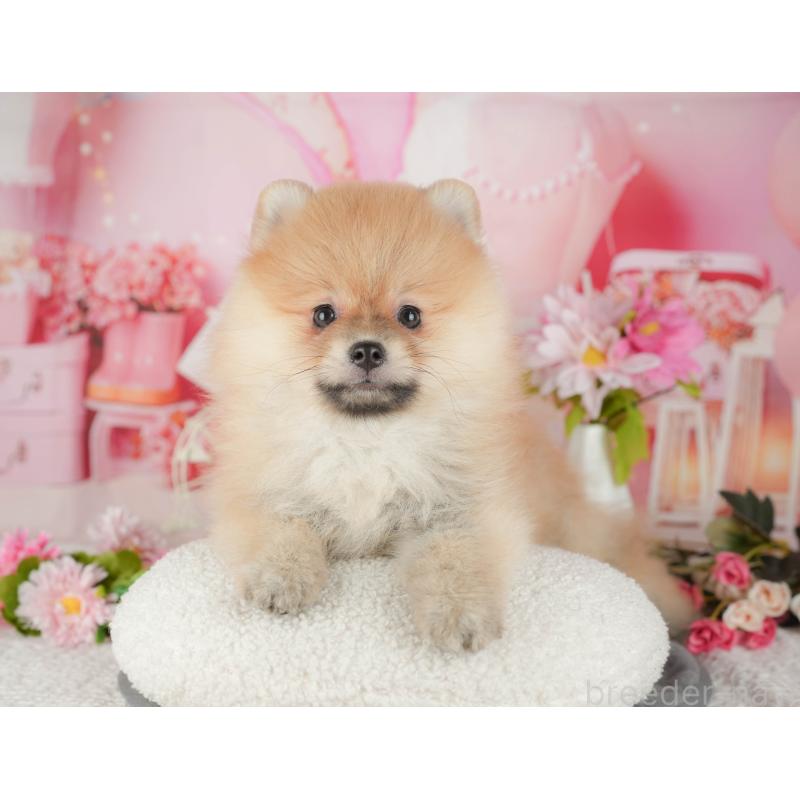 販売中の栃木県のポメラニアン-437356の11枚目