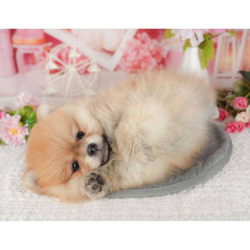 販売中の栃木県のポメラニアン-437356の10枚目