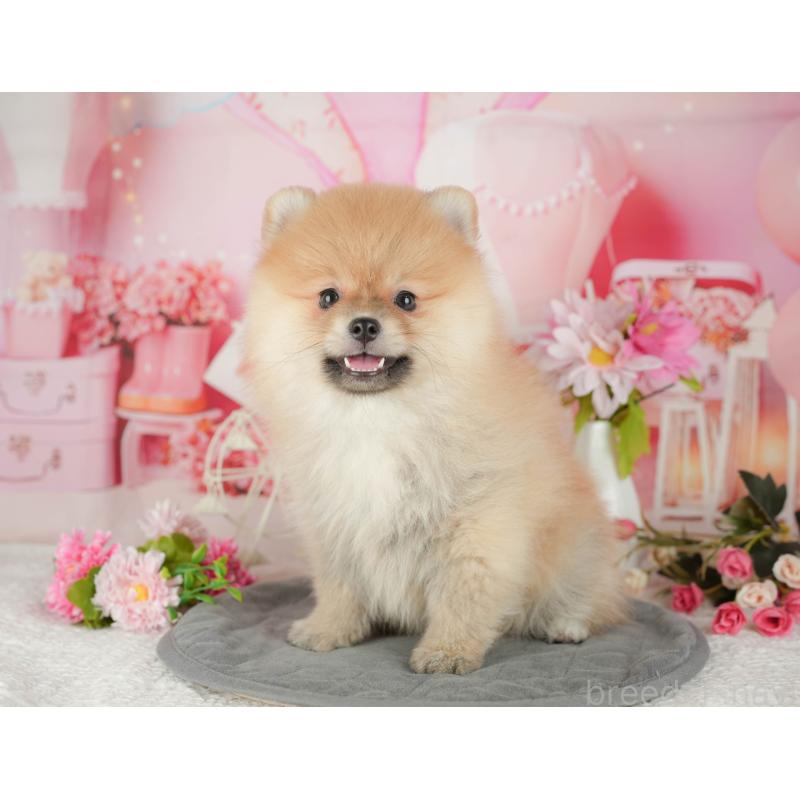 販売中の栃木県のポメラニアン-437356の6枚目