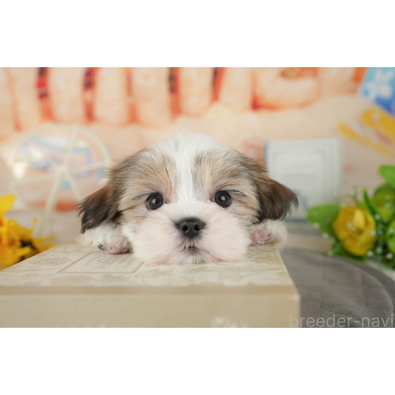 販売中の千葉県のミックス犬-437654