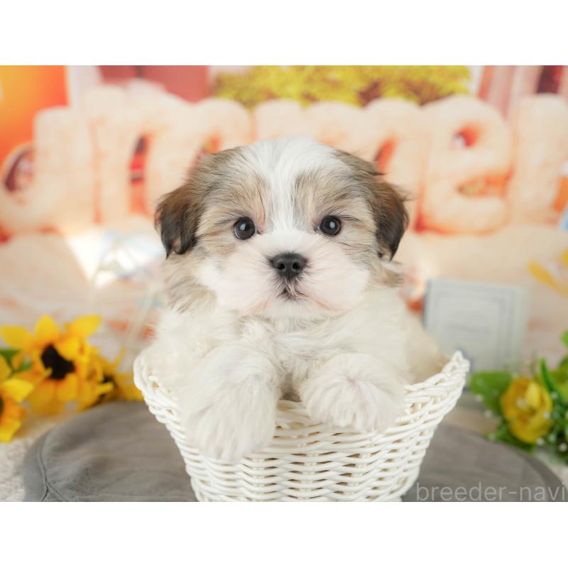 販売中の千葉県のミックス犬-437654の11枚目