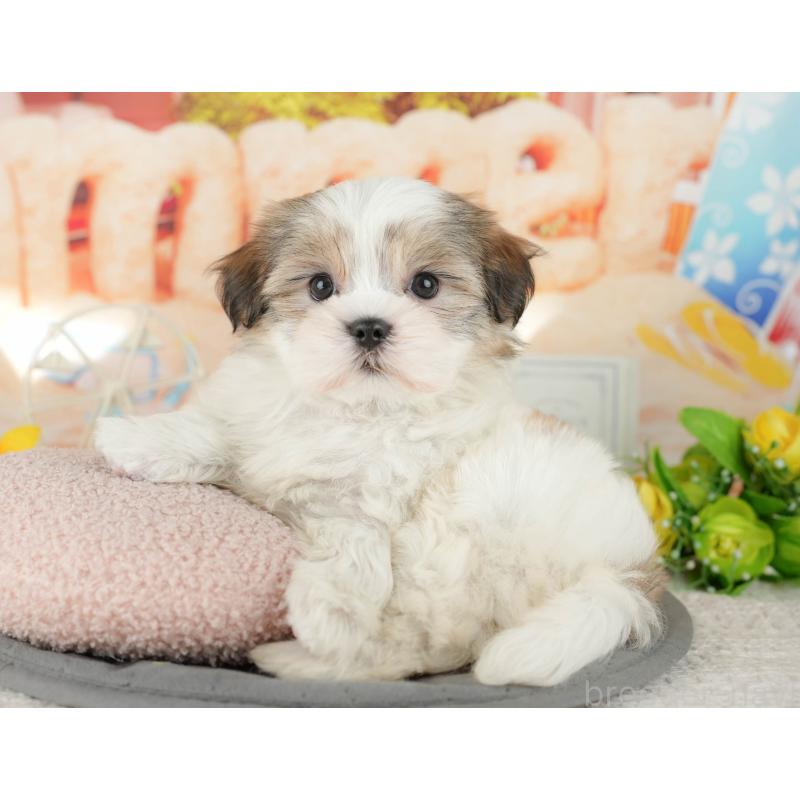 販売中の千葉県のミックス犬-437654の9枚目